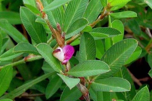 掐不齐的功效与作用介绍，掐不齐食用美味但也有禁忌的