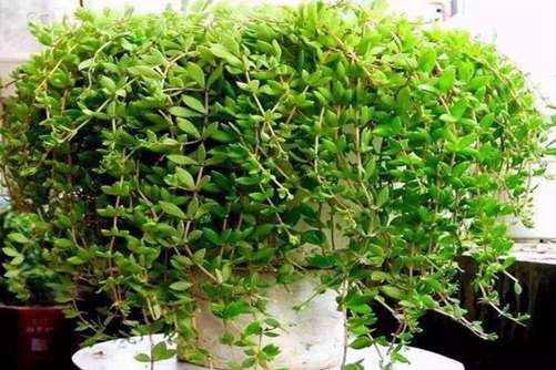 垂盆草的养殖方法，垂盆草不仅供观赏还是很好的药材
