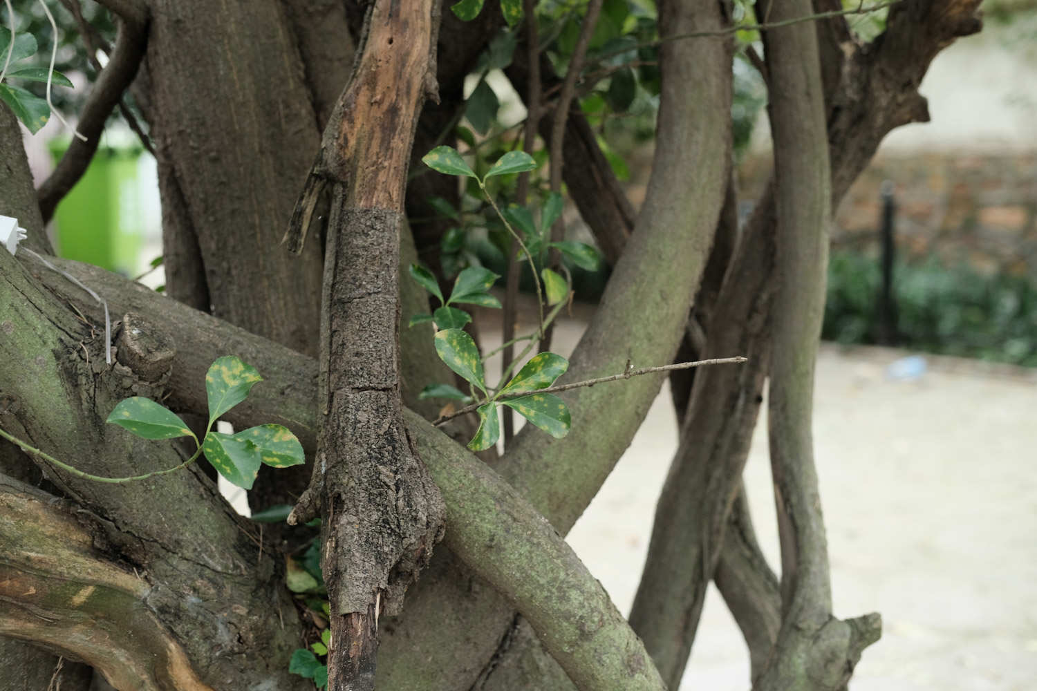 生命之树，冬青盆景