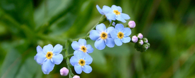 勿忘我的花语