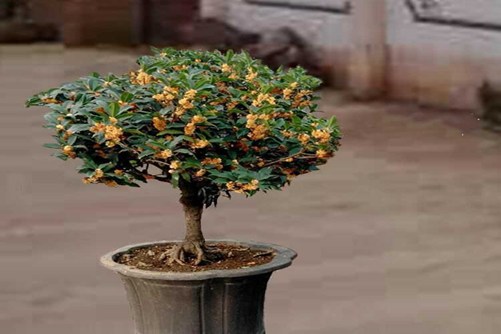 月月桂怎么养，要想月月都开花这六点你一定要知道