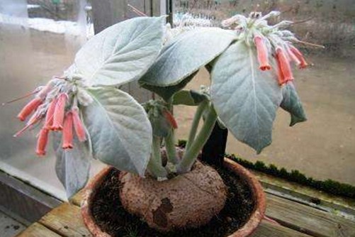 断崖女王，断崖女王的叶片为什么越长越大