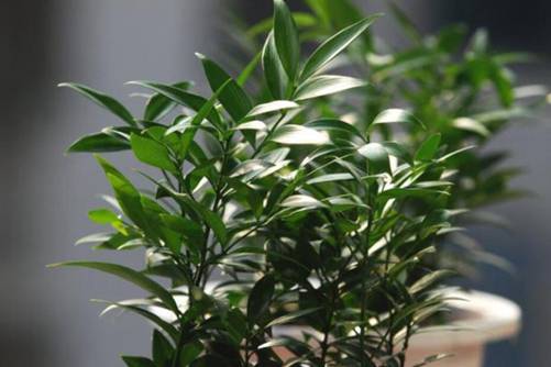 竹柏的养殖方法和注意事项， 竹柏养护这几招就能让它四季常青