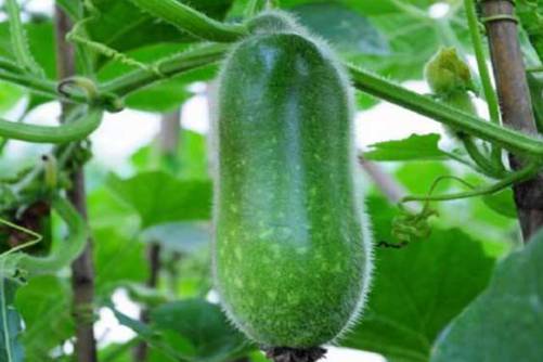 节瓜的做法 节瓜最好吃的做法 简单美味好吃极了