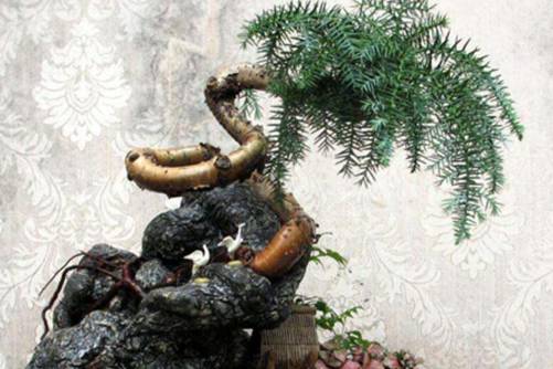 澳洲杉寿命 澳洲杉观赏性极佳，是世界上三大观赏树木之一