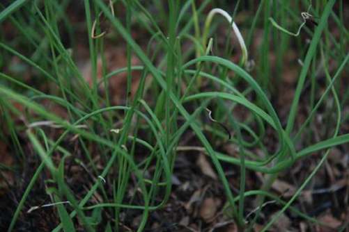 小蒜的图片，野蒜根含水 沙葱叶负霜