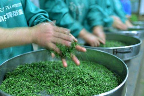 南岳云雾茶的功效与作用，南岳云雾茶香味浓郁甘醇价格也不贵