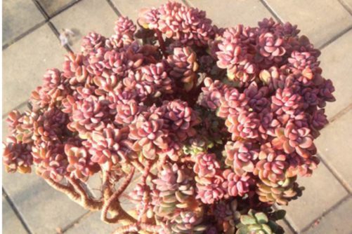 多肉植物得了介壳虫和胭脂虫怎么办？