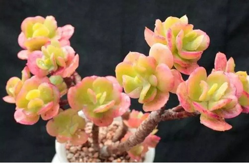 怎么让多肉上色、变美？爱它，就给它点颜色