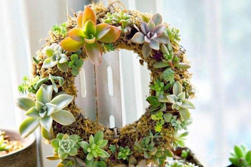 多肉植物防辐射是真的吗?（假的）防止辐射的小知识