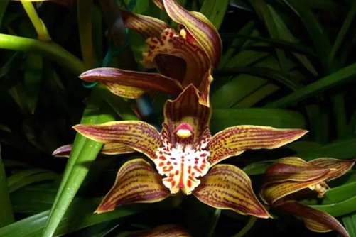 黄蝉兰的功效，美艳的黄蝉居然还是一味中药