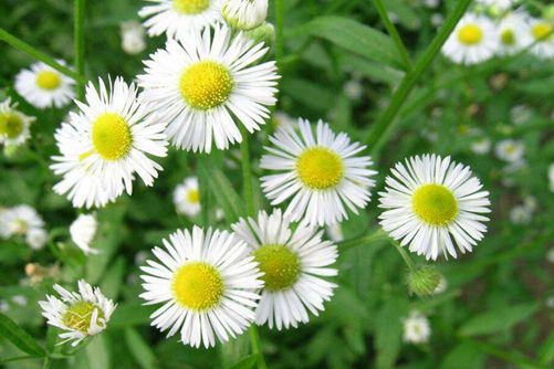 一年蓬的功效与作用，一年蓬的种植方法介绍