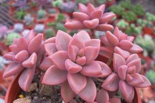 多肉姬胧月怎么养, 姬胧月多肉的养殖方法