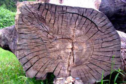 阴沉木是什么？阴沉木的作用