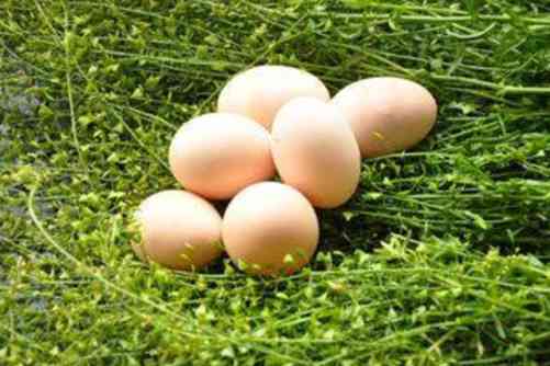 地菜的功效与作用，十里春风，不如地菜半斤