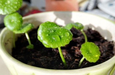 铜钱草怎么养才能更旺盛