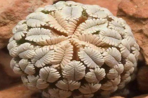 精巧丸和精巧殿的区别，我就是我，独一无二的我