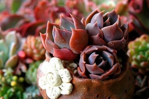 蓝王子怎么养？做好下面3点就能养出会变色的蓝王子多肉