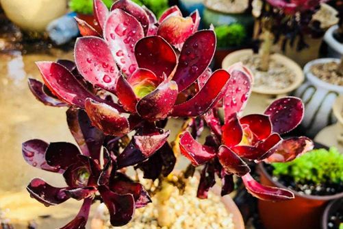 巫毒法师怎么养？神秘高贵的多肉法师,你见过几种?