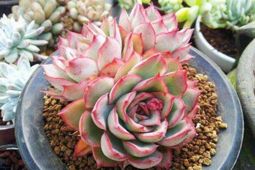 薄荷与参宿的区别，其实它们都是多肉界的混血宝宝