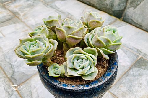 多肉植物什么时候换盆？换换更健康