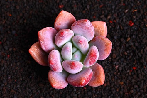 奥普琳娜养殖方法  奥普琳娜,你惊艳到我了