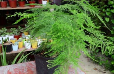 文竹怎么养得好