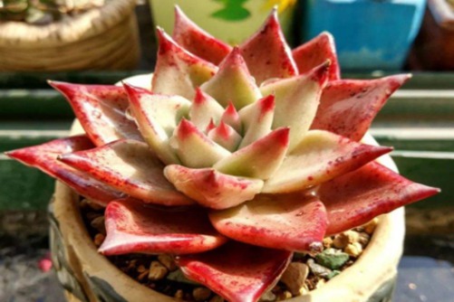 东云系的红女巫的养殖方法，不是暗黑系的红女巫你有超能力吗？