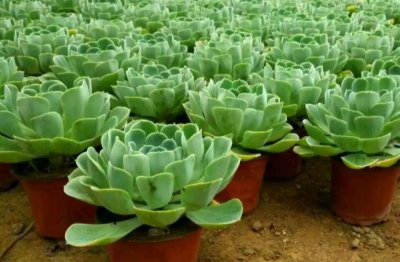 多肉植物怎么养容易爆盆