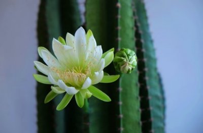 多肉植物养爆盆的方法