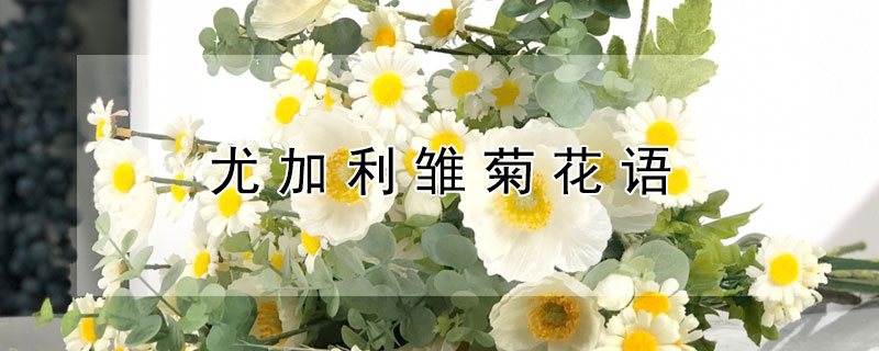 尤加利雏菊花语