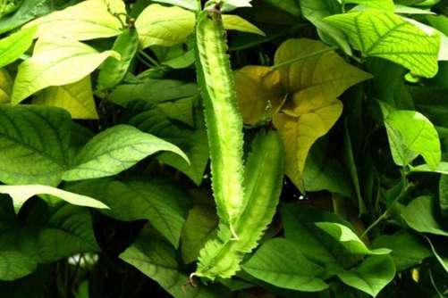 四棱豆的营养价值及功效，四棱豆全身都是宝 被称为绿色金子