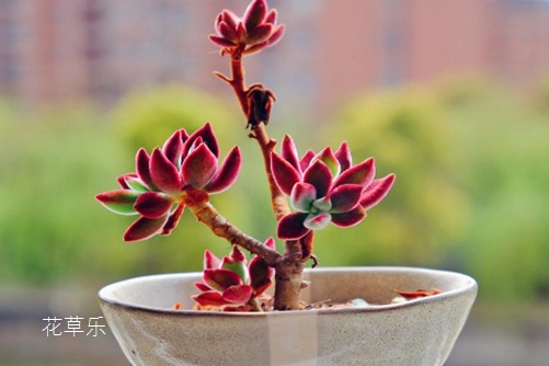 锦晃星怎么养殖好？锦晃星什么时候开花？