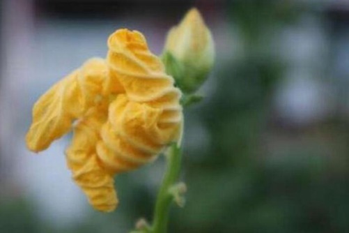 丝瓜花的做法，丝瓜花别丢试试这样做