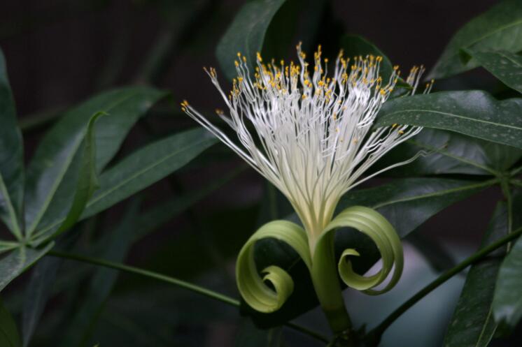 瓜栗怎么养？学会这几个小方法不烂根、不黄叶，谁都能养好