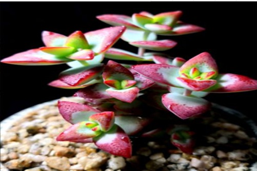 自由女神多肉养殖方法，用对方法，给我一片叶子还你一片森林