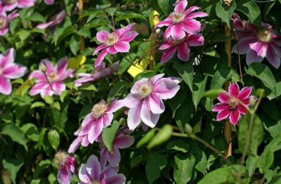 大道矮生铁线莲怎么养