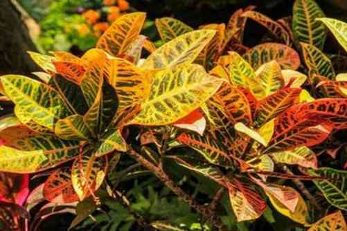 变色木的养殖方法，变色木做好这点叶子常年艳丽