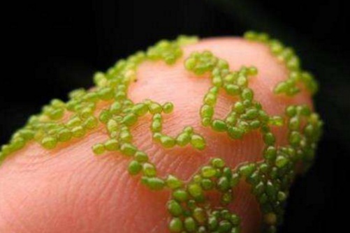 世界上最小的花叫无根萍，小到肉眼无法看清