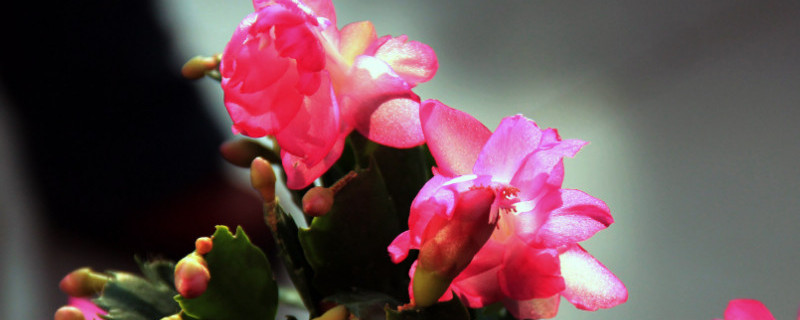 仙指兰的寓意是什么