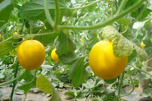 黄金瓜的功效与作用介绍 能赏能吃味道好，减脂通便，清热解毒