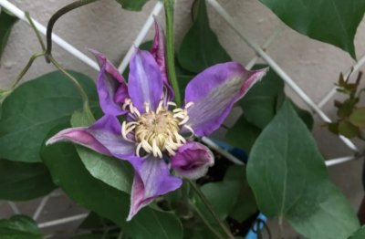 铁线莲怎么养才能长得茂盛