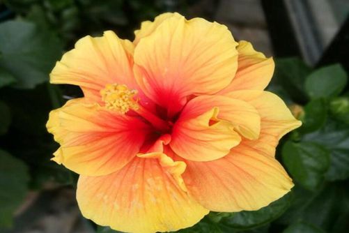 朱瑾花的养殖方法， 养朱槿花注意以下几点花朵大如拳