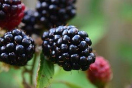 低糖水果有哪些，如果你想瘦身成功，饭前吃这些水果