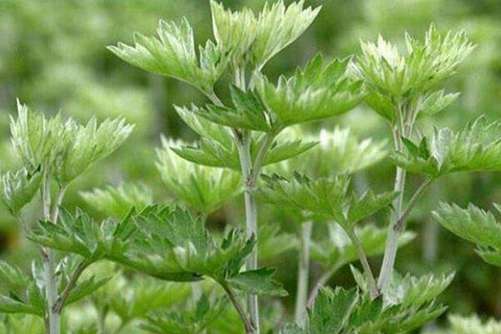 艾叶图片，风来蒿艾气如熏，使君原是此中人