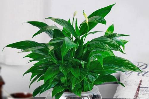 白掌图片，一叶白舟飘绿海