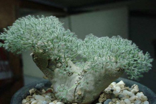 十大最贵的多肉,第八种多肉最漂亮