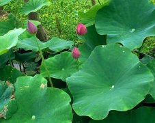 出淤泥而不染：荷花花语