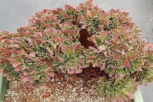 紫羊绒法师的养殖方法，紫羊绒法师高颜值的代表