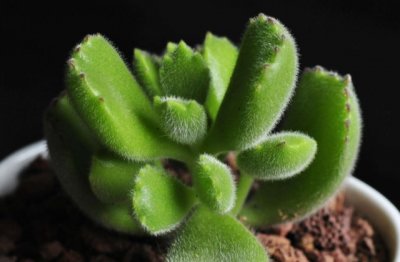 给养花小白的一些小建议